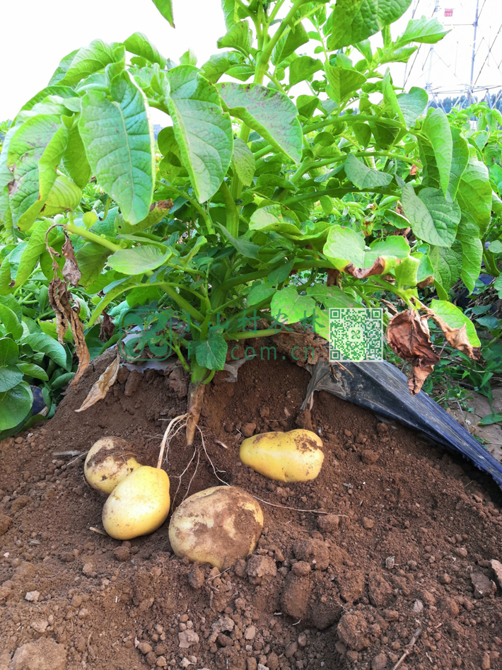 辛勤的汗水换来的是土豆快速的生长。