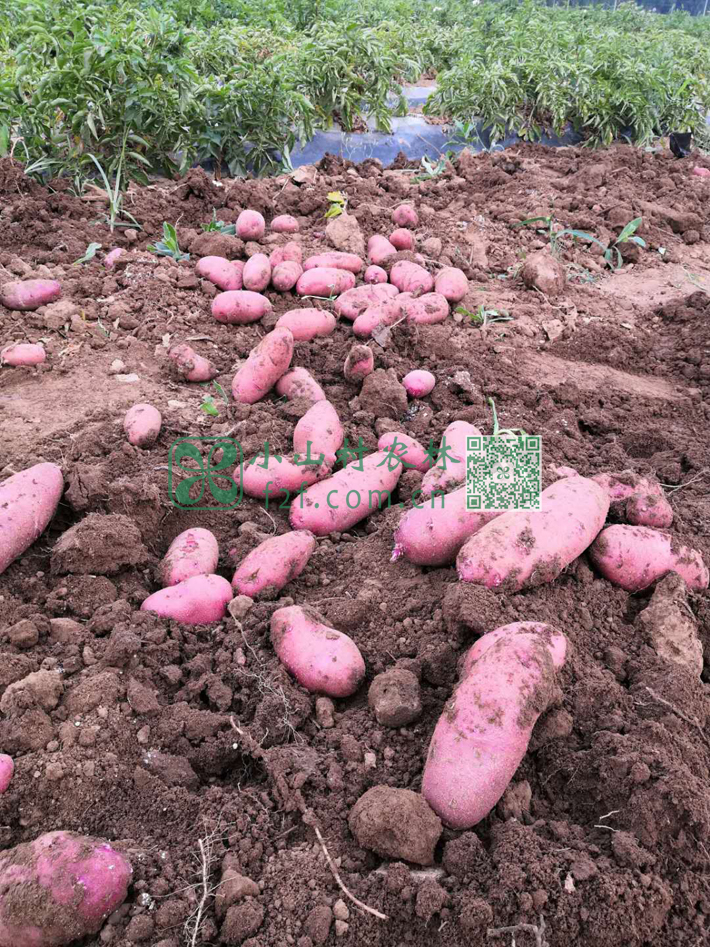 产量更少的紫色土豆。