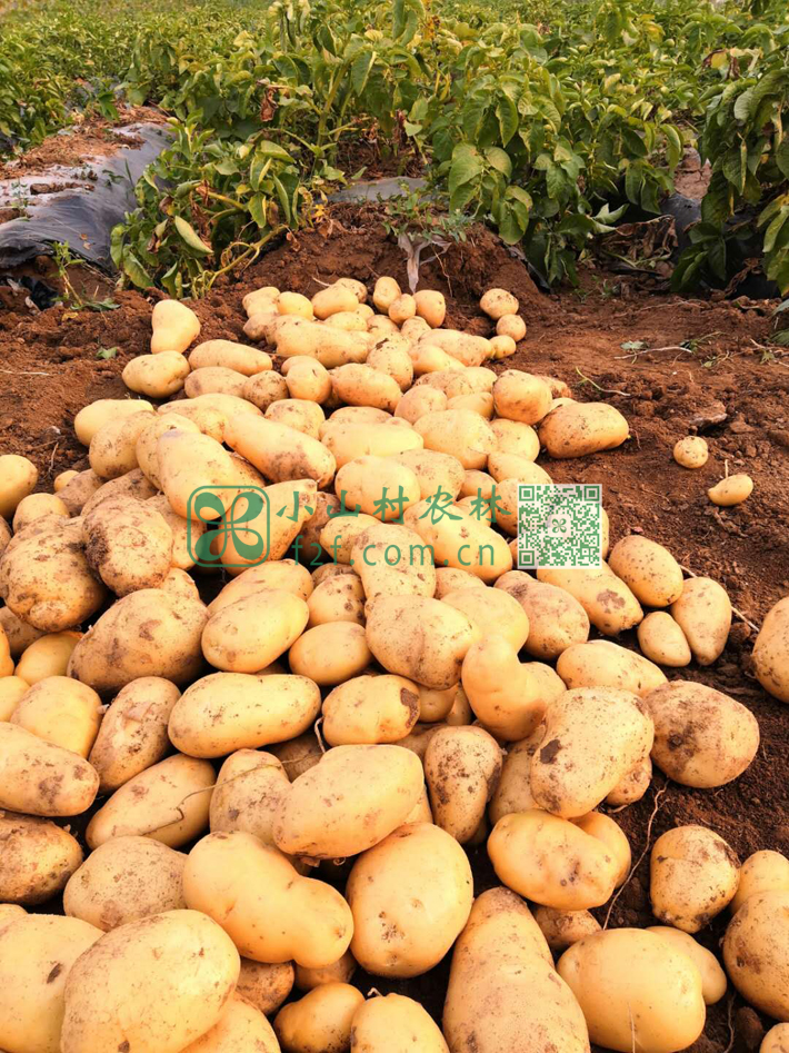 伙伴们把颜色金黄的黄色土豆称为黄金玉土豆，紫色土豆被称为胭脂玉土豆。