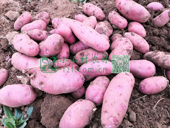 伙伴们把颜色金黄的黄色土豆称为黄金玉土豆，紫色土豆被称为胭脂玉土豆。