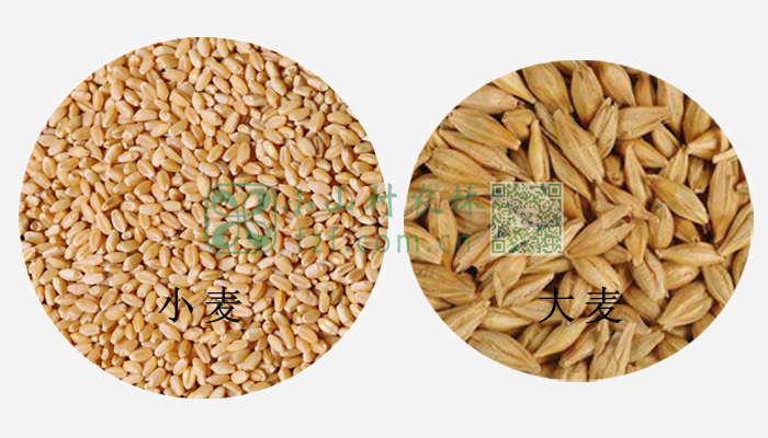 小麦大麦对比图