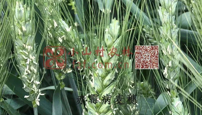 小麦赤霉病图片