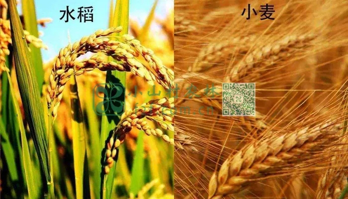 水稻小麦图片