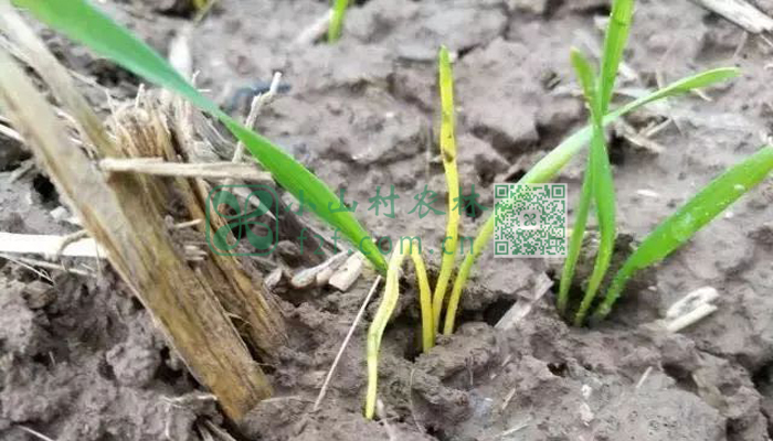小麦出苗期图片