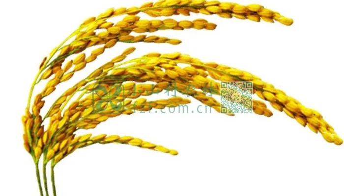 水稻麦穗图片图片