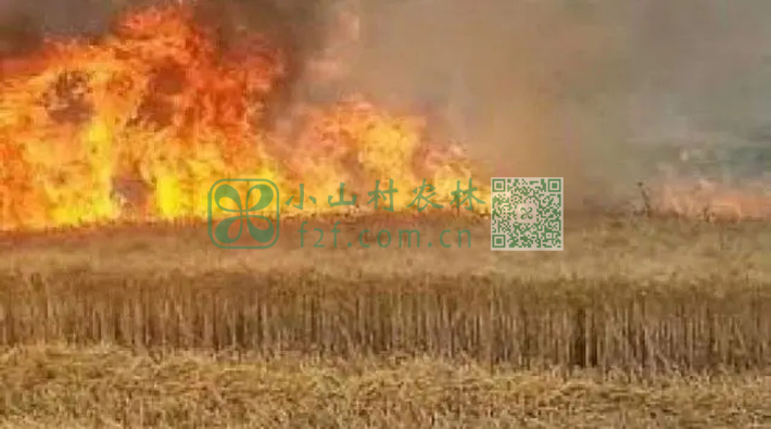 叙利亚麦田烧毁图片