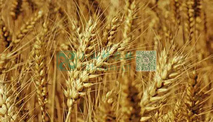 小麦收割图片