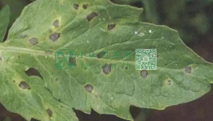 西红柿常见病虫害及防治措施图片